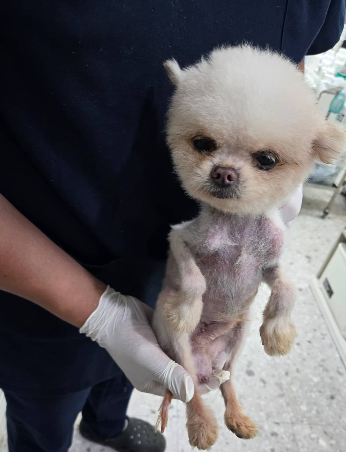 흰색 믹스견, 수컷 · 6살 추정 · 2kg