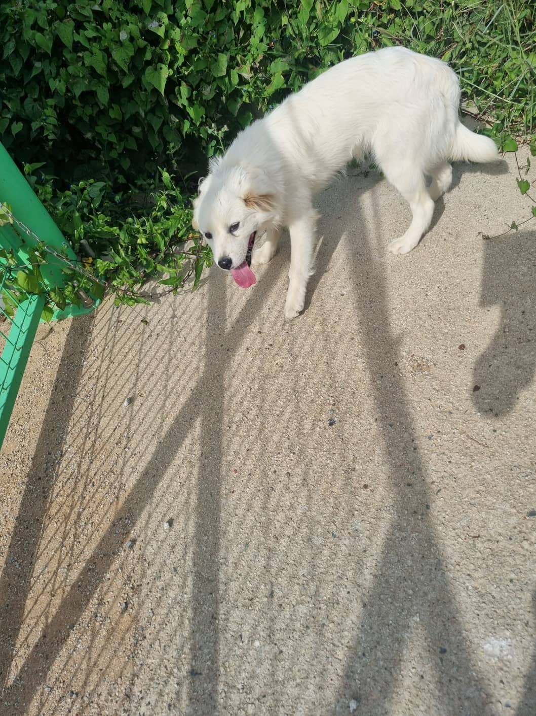 흰색 믹스견, 수컷 · 3살 추정 · 8kg
