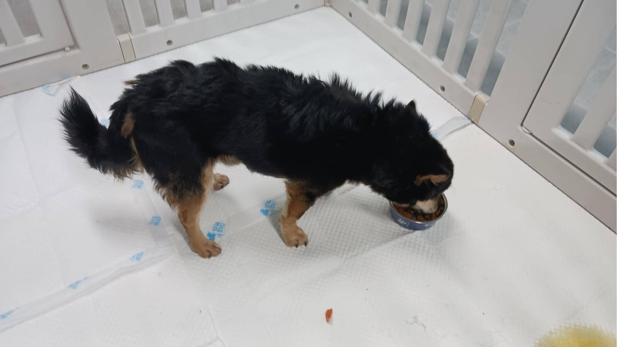 검정 황갈색·흰색 믹스견, 수컷 · 4살 추정 · 7.54kg