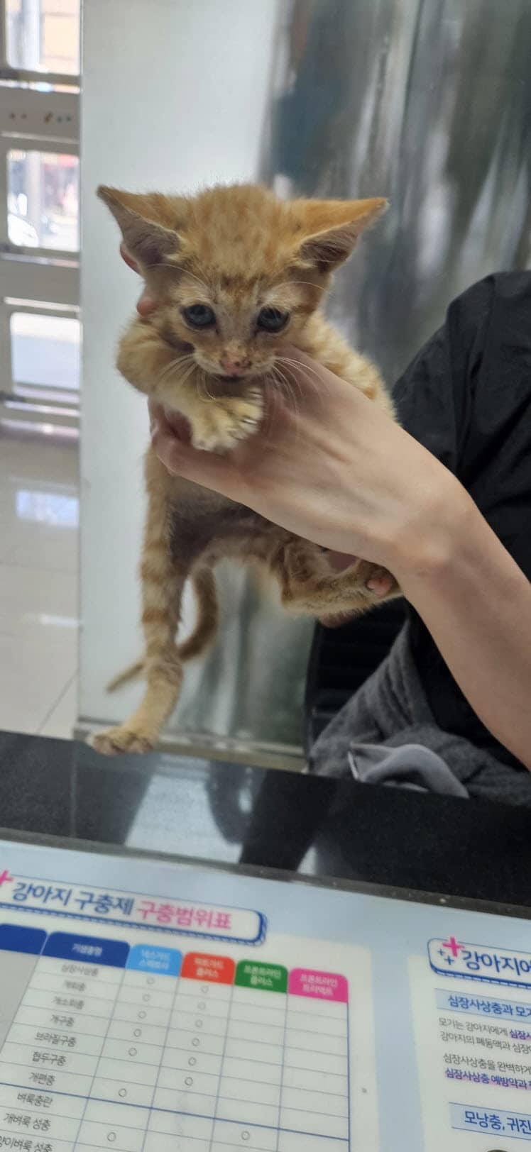 노란색 한국 고양이, 수컷 · 생후 2개월 미만 · 0.5kg