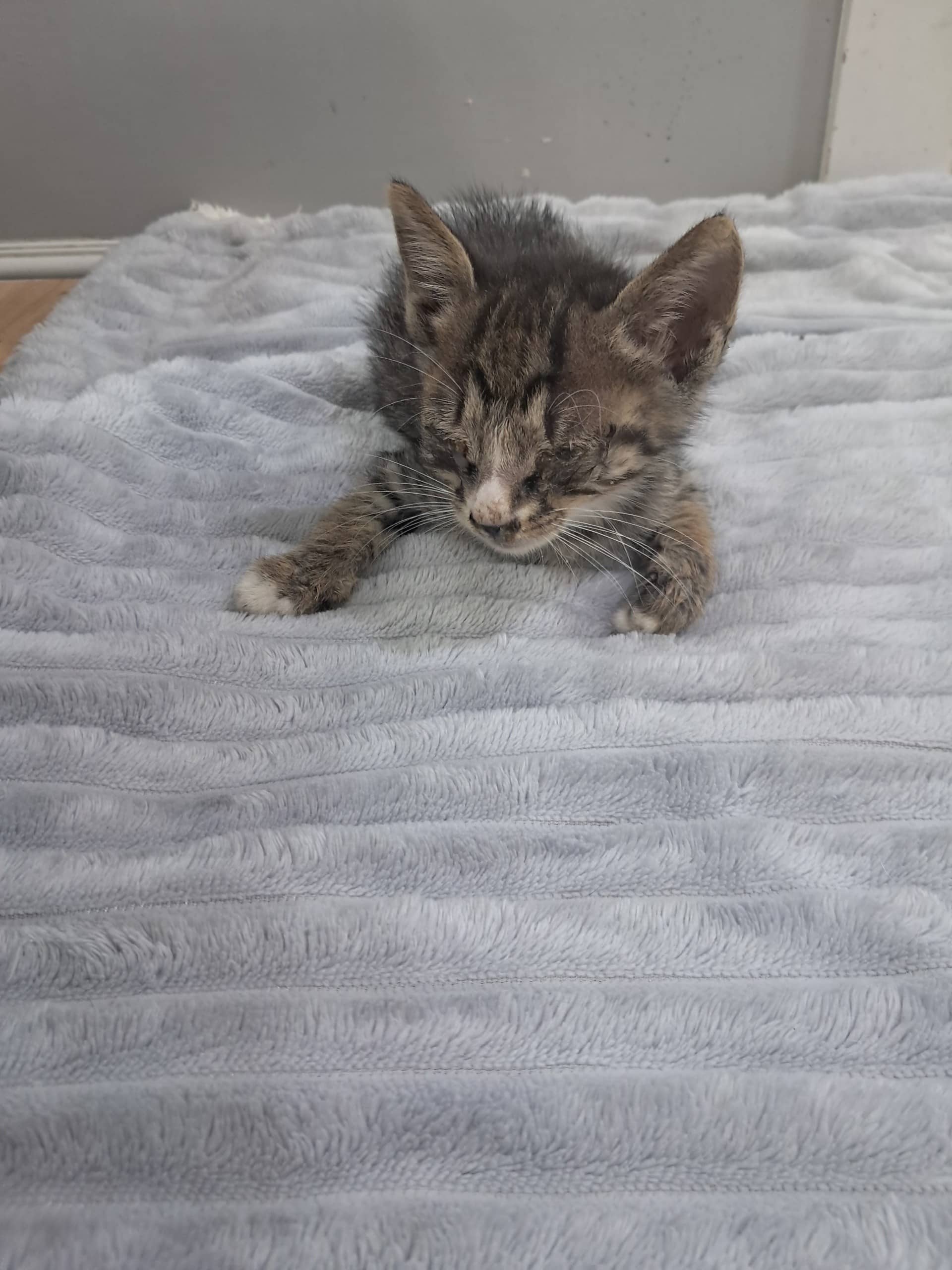 고등어 한국 고양이, 수컷 · 생후 2개월 미만 · 0.4kg
