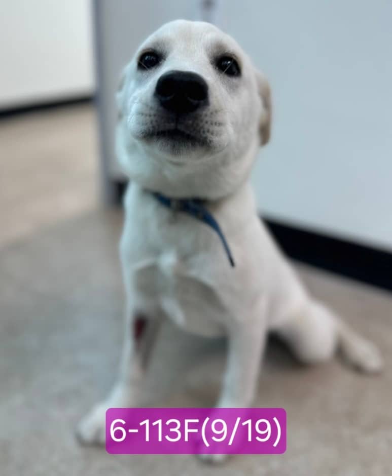 흰색 믹스견, 암컷 · 1살 미만 추정 · 8.3kg