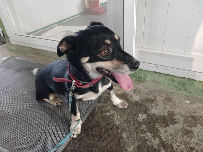 검정 황갈색·흰색 믹스견, 암컷 · 5살 추정 · 9.4kg