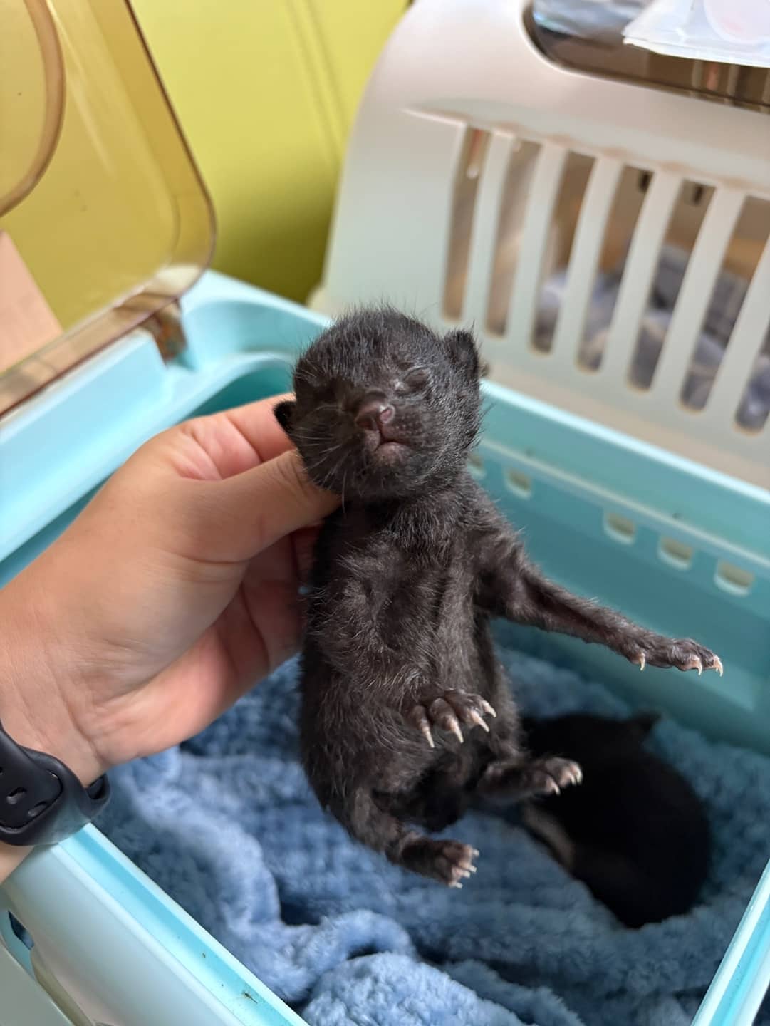 검정색 한국 고양이, 성별 확인 중 · 생후 2개월 미만 · 0.3kg