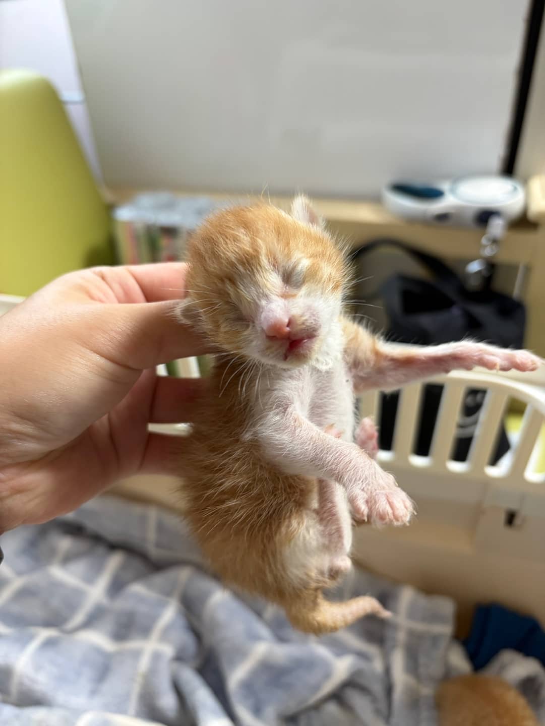 레몬색·흰색 한국 고양이, 성별 확인 중 · 생후 2개월 미만 · 0.3kg