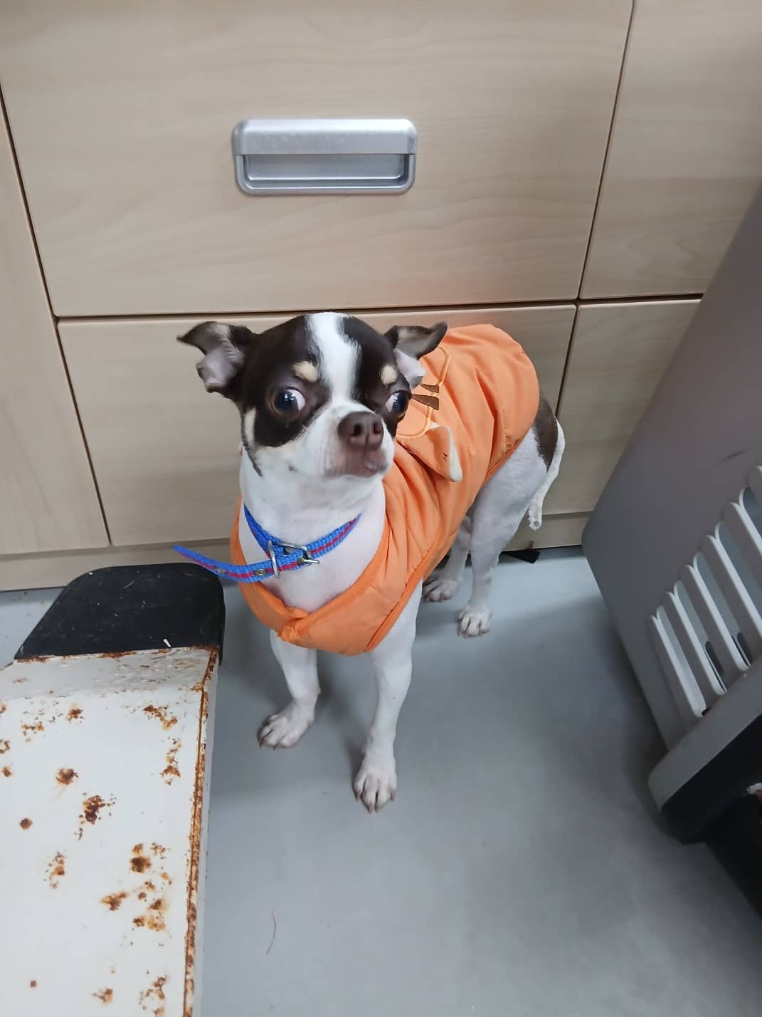 갈색·흰색 치와와, 수컷 · 3살 추정 · 3.6kg