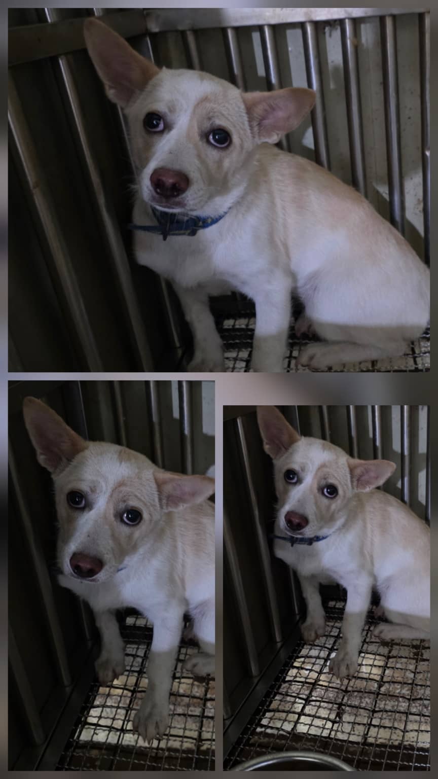 레몬색·흰색 믹스견, 암컷 · 1살 추정 · 8kg