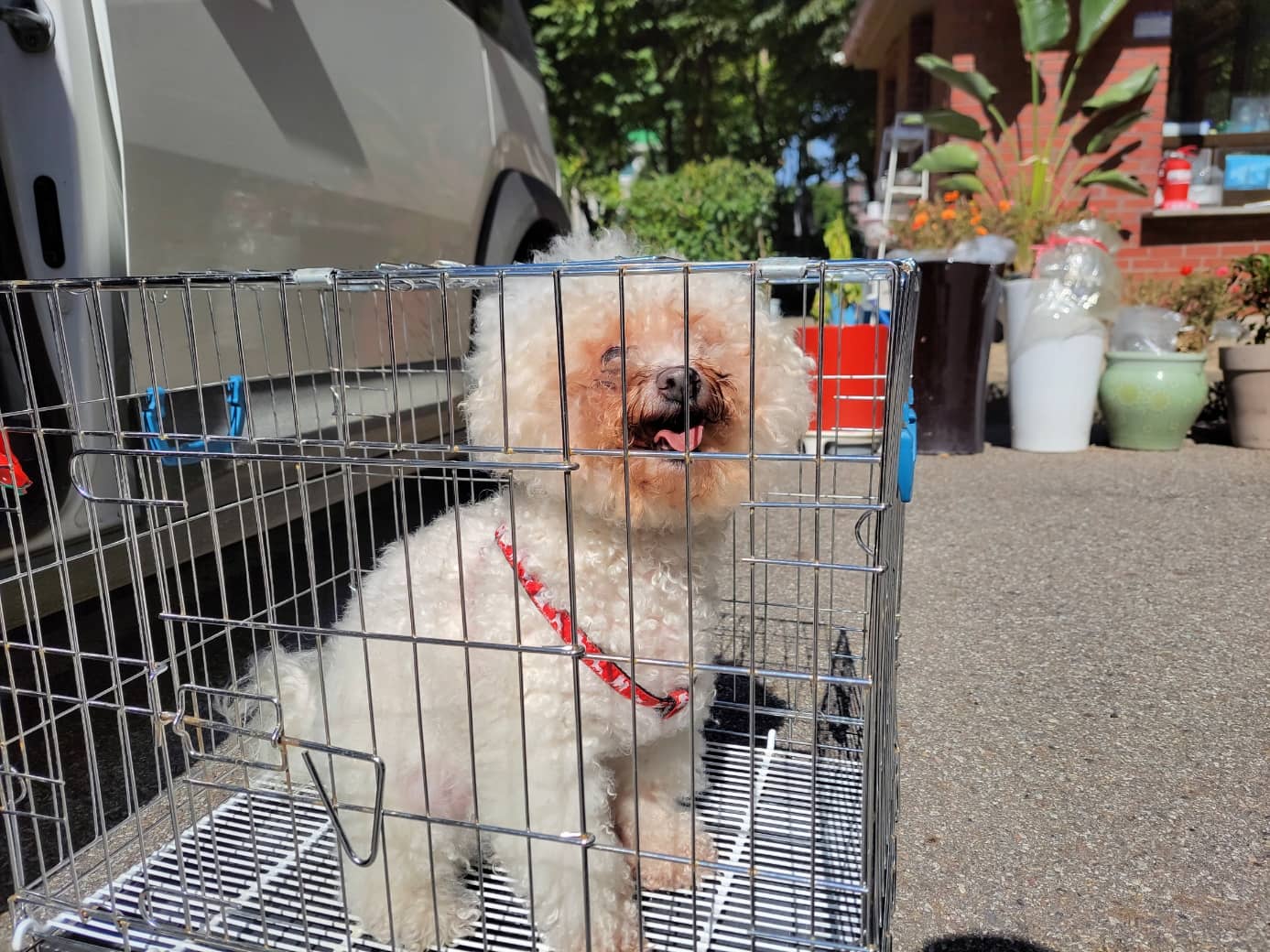 흰색 비숑 프리제, 수컷 · 10살 추정 · 8kg