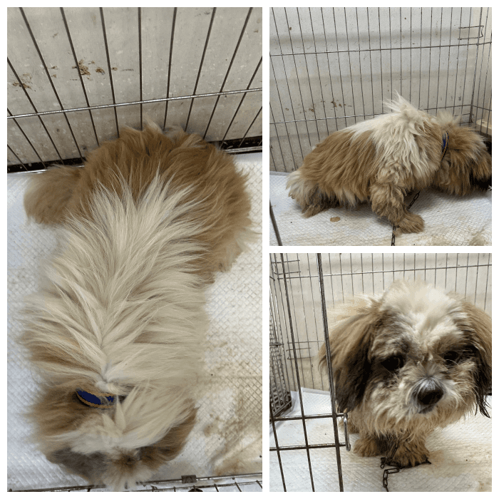 갈색·검정·흰색 믹스견, 수컷 · 5살 추정 · 6.2kg