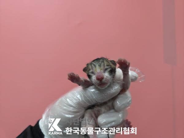 평행·전체·부분줄무늬 한국 고양이, 수컷 · 생후 2개월 미만 · 0.1kg