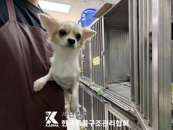 갈색·흰색 치와와, 수컷 · 2살 추정 · 3.7kg