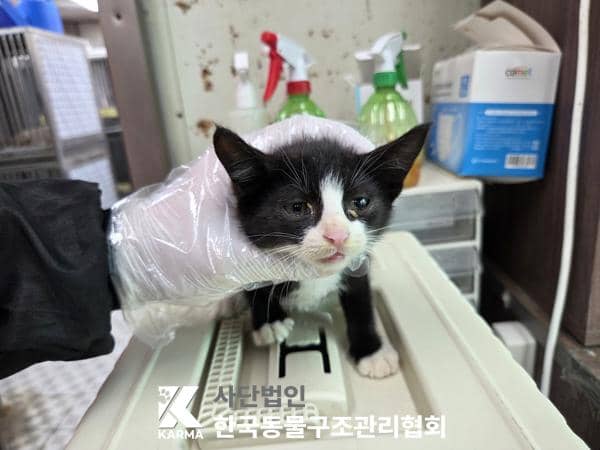 흰색·검은색 얼룩무늬 한국 고양이, 수컷 · 1살 미만 추정 · 0.6kg