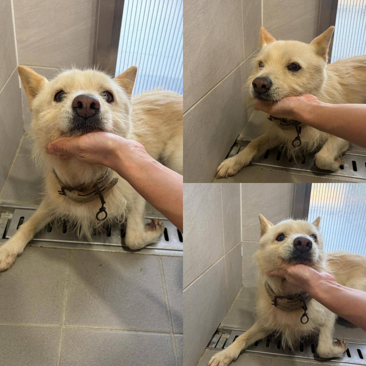 흰색 믹스견, 수컷 · 3살 추정 · 14kg