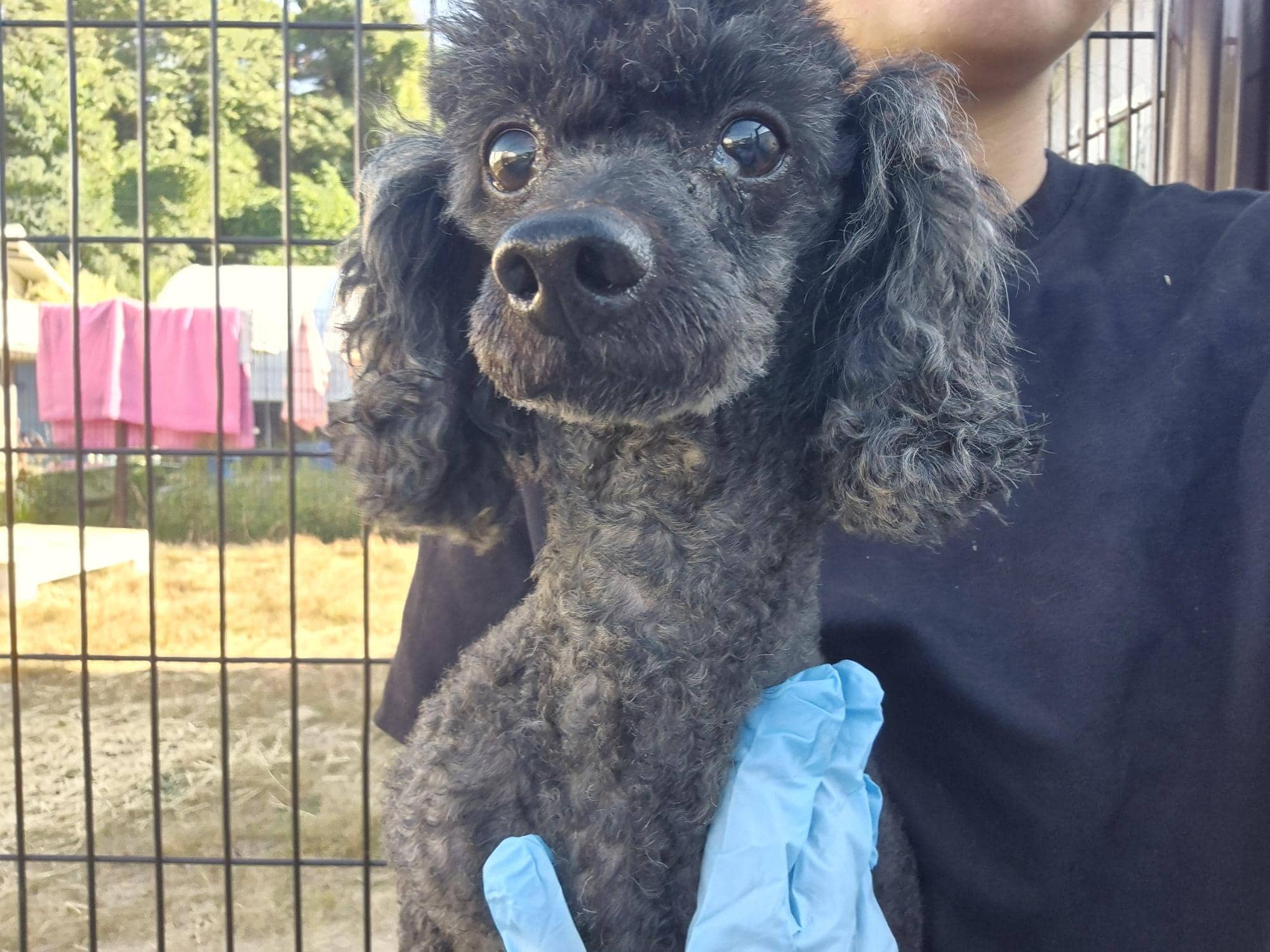 검정 푸들, 수컷 · 3살 추정 · 4kg