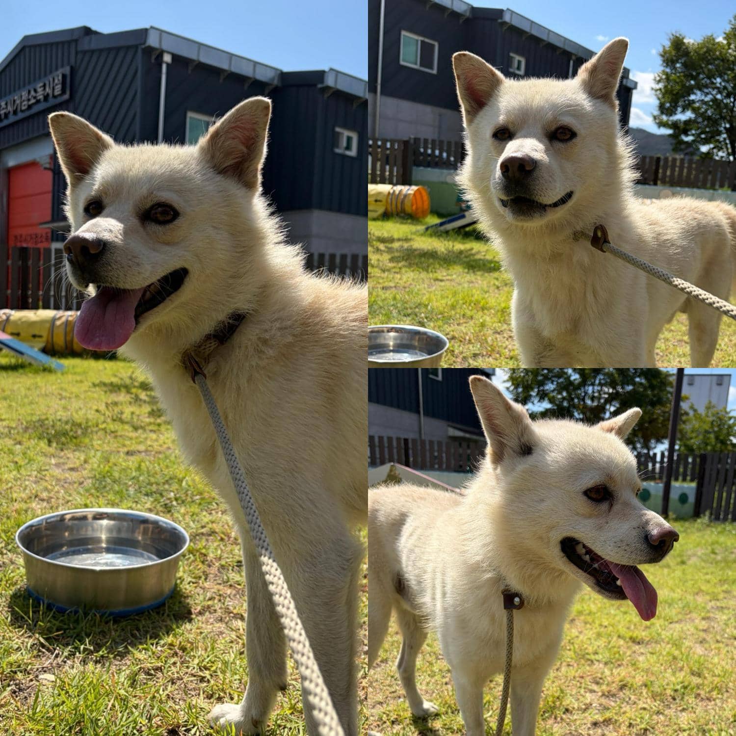 금색·흰색 믹스견, 수컷 · 5살 추정 · 12.5kg