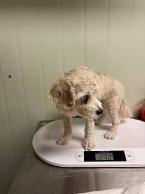 갈색 믹스견, 수컷 · 1살 미만 추정 · 2.5kg