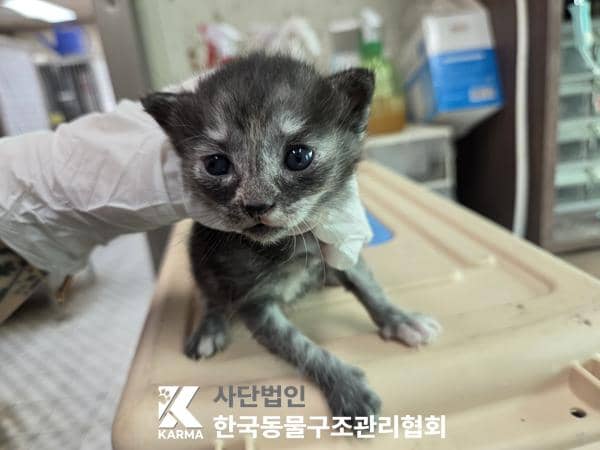 검은색흰색황토색 한국 고양이, 암컷 · 생후 2개월 미만 · 0.28kg