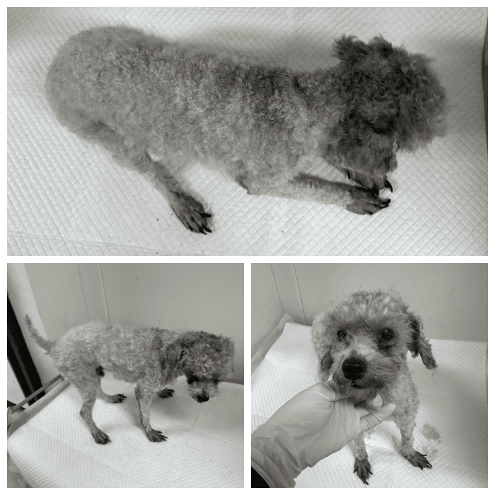 회색 푸들, 수컷 · 5살 추정 · 3.4kg