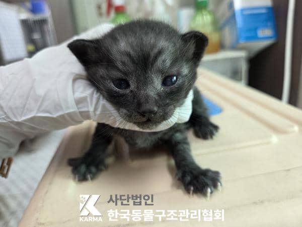 흰색·검은색 얼룩무늬 한국 고양이, 수컷 · 생후 2개월 미만 · 0.27kg