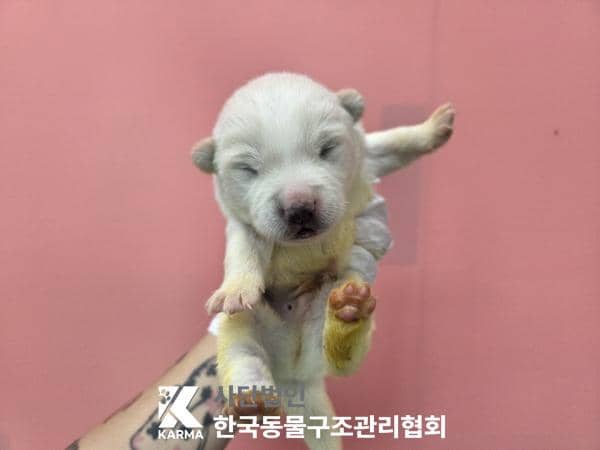 흰색 믹스견, 수컷 · 생후 2개월 미만 · 0.6kg