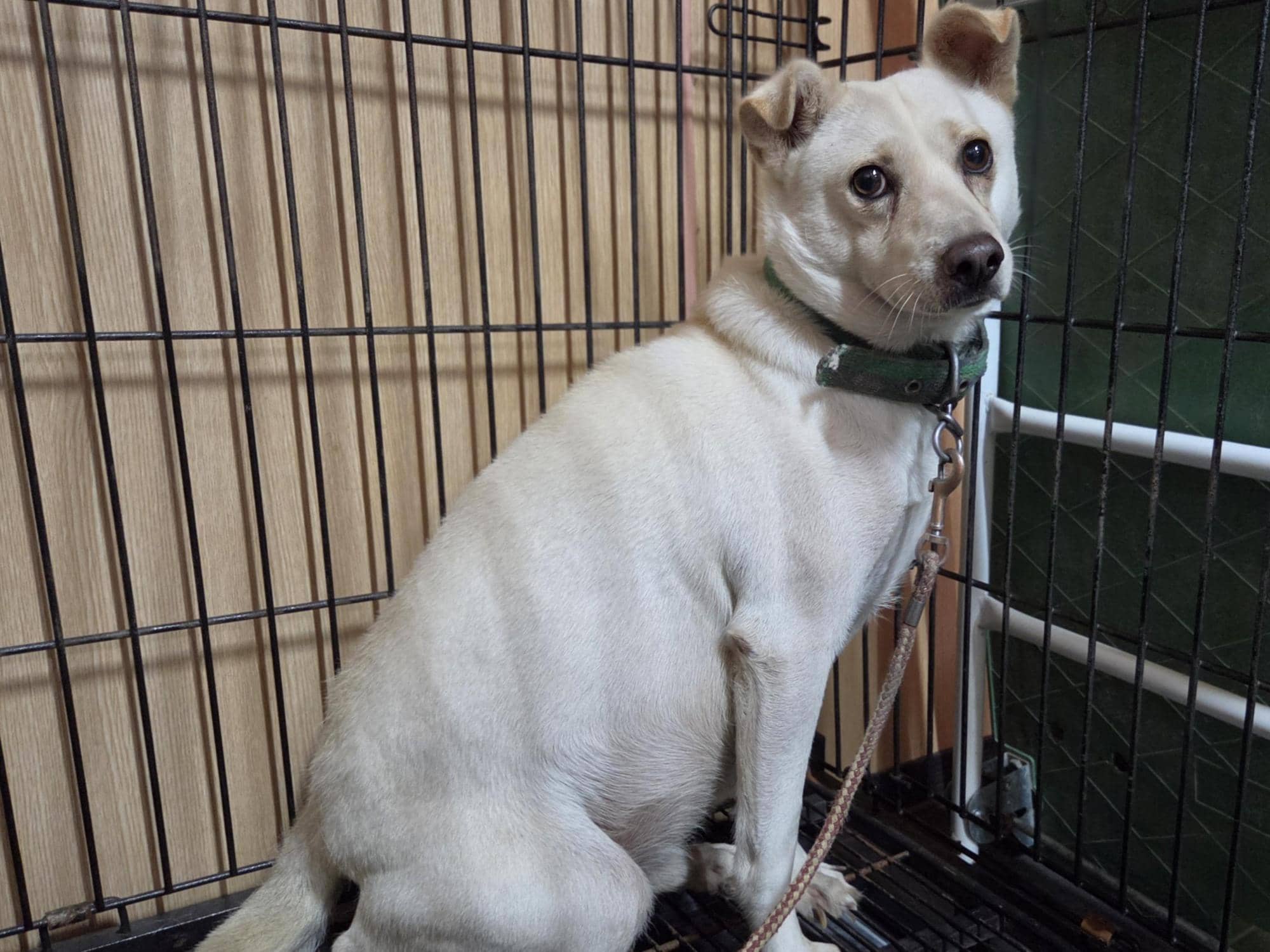 흰색 믹스견, 수컷 · 4살 추정 · 11kg