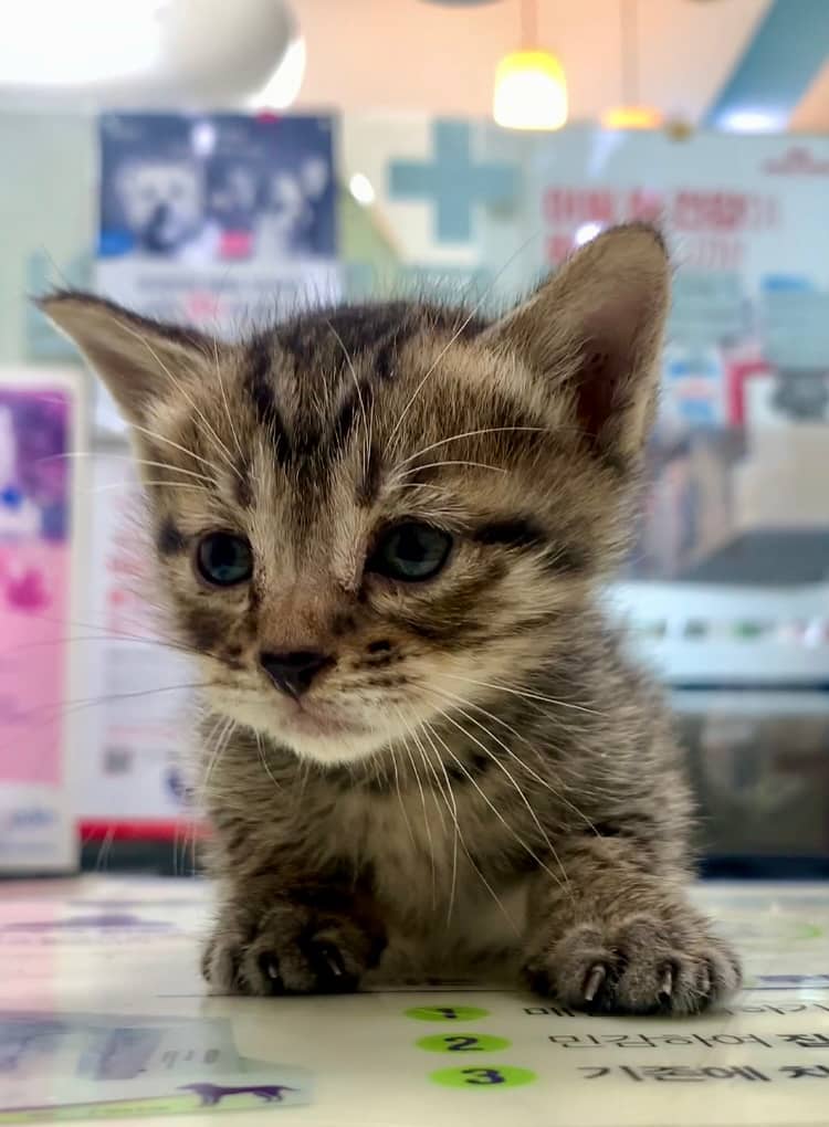평행·전체·부분줄무늬 한국 고양이, 수컷 · 생후 2개월 미만 · 0.3kg