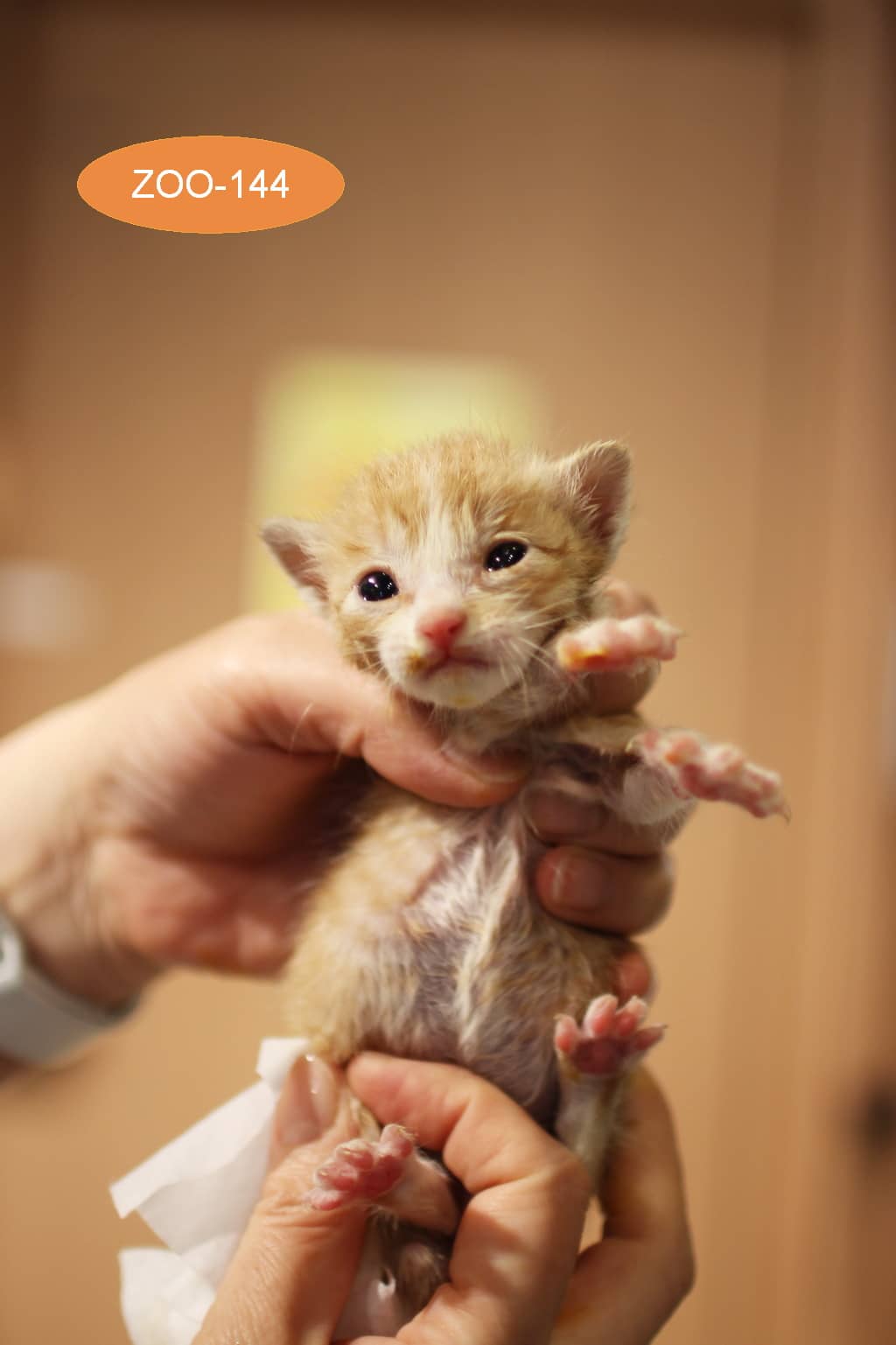 레몬색·흰색 한국 고양이, 수컷 · 생후 2개월 미만 · 0.1kg