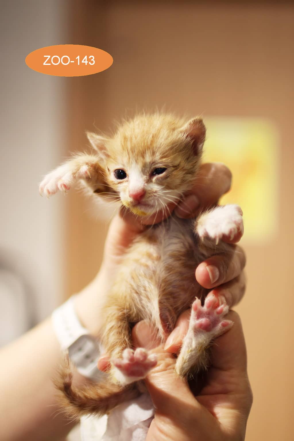 레몬색·흰색 한국 고양이, 수컷 · 생후 2개월 미만 · 0.1kg