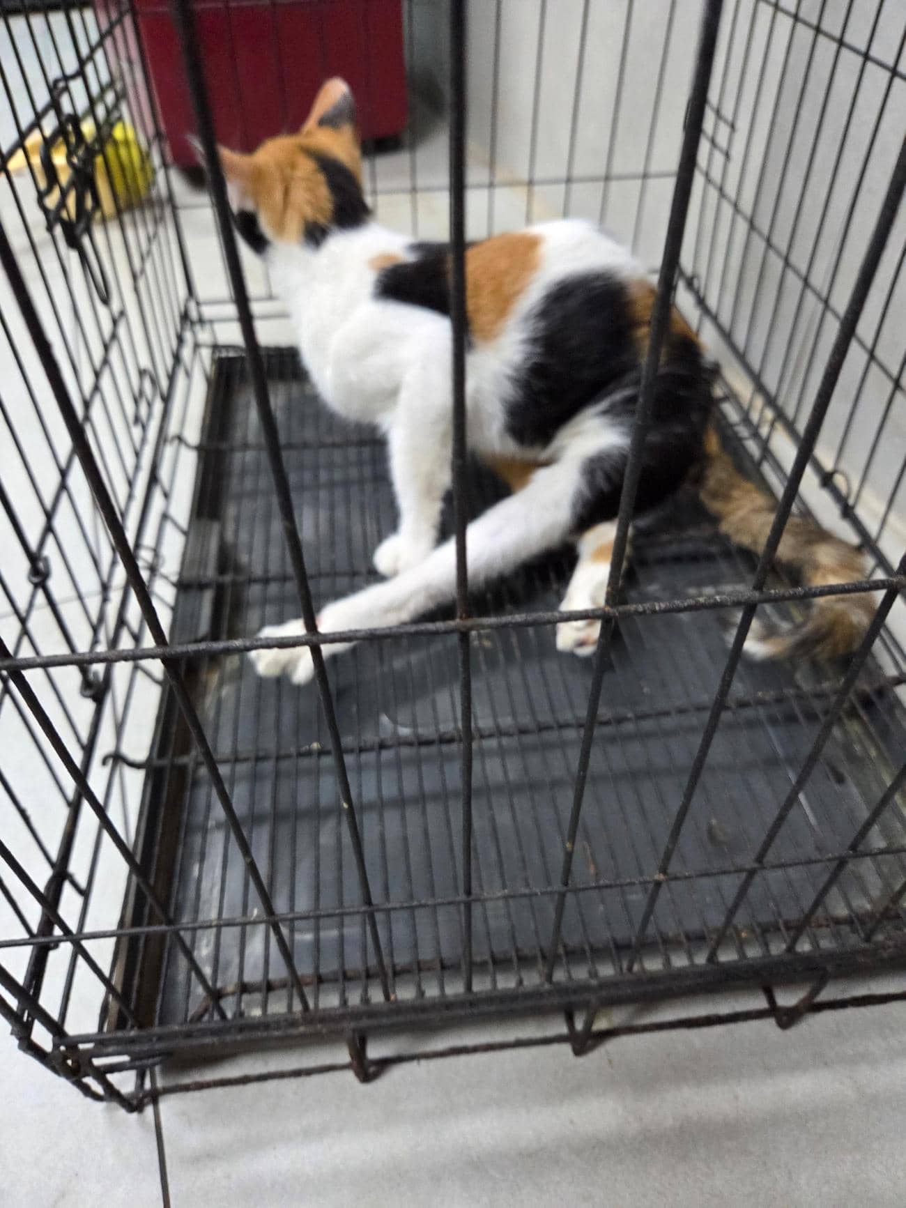 검은색흰색황토색 한국 고양이, 암컷 · 3살 추정 · 2.5kg