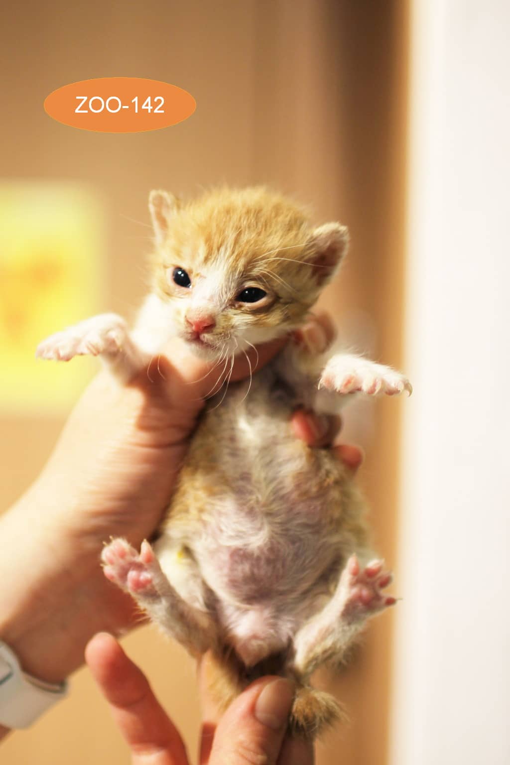 레몬색·흰색 한국 고양이, 수컷 · 생후 2개월 미만 · 0.1kg