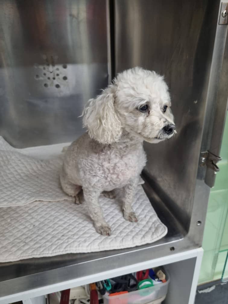 흰색 비숑 프리제, 암컷 · 4살 추정 · 4.6kg