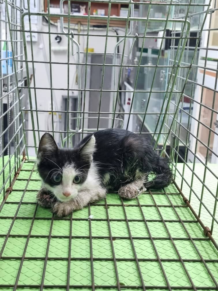 흰색·검은색 얼룩무늬 한국 고양이, 수컷 · 생후 2개월 미만 · 0.7kg
