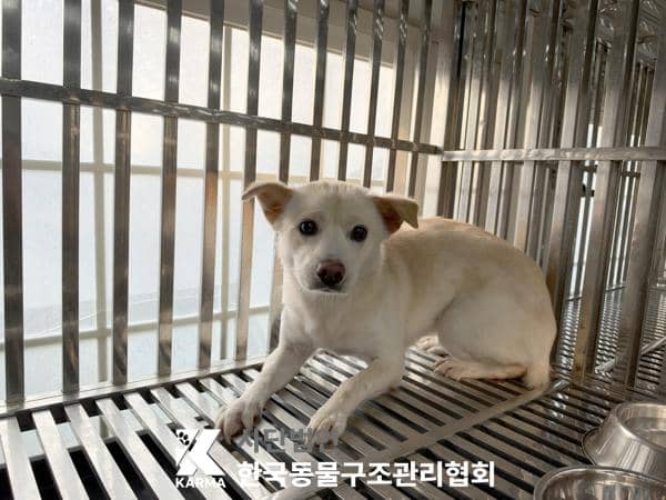 흰색 믹스견, 암컷 · 2살 추정 · 12kg