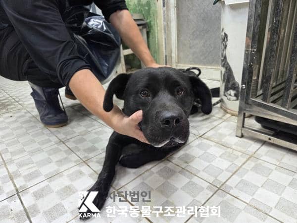 검정색 라브라도 리트리버, 수컷 · 4살 추정 · 24kg