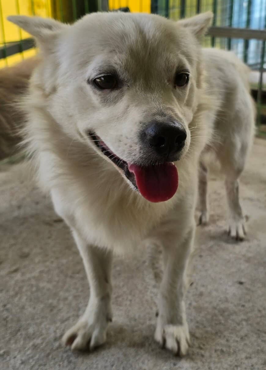 흰색 믹스견, 수컷 · 5살 추정 · 9kg