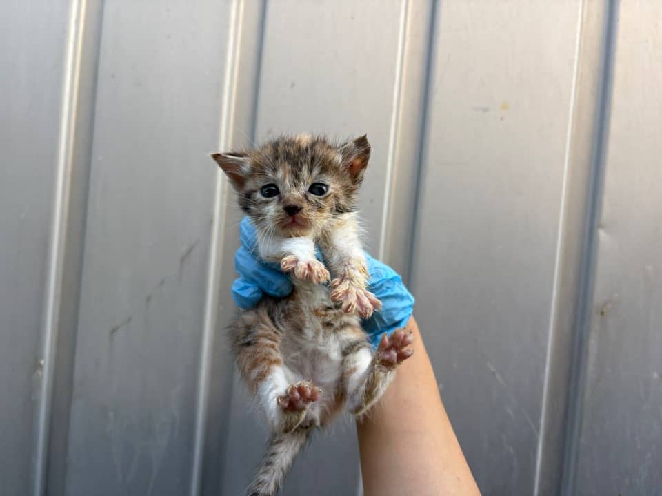 갈색·검정·흰색 한국 고양이, 암컷 · 1살 미만 추정 · 0.3kg