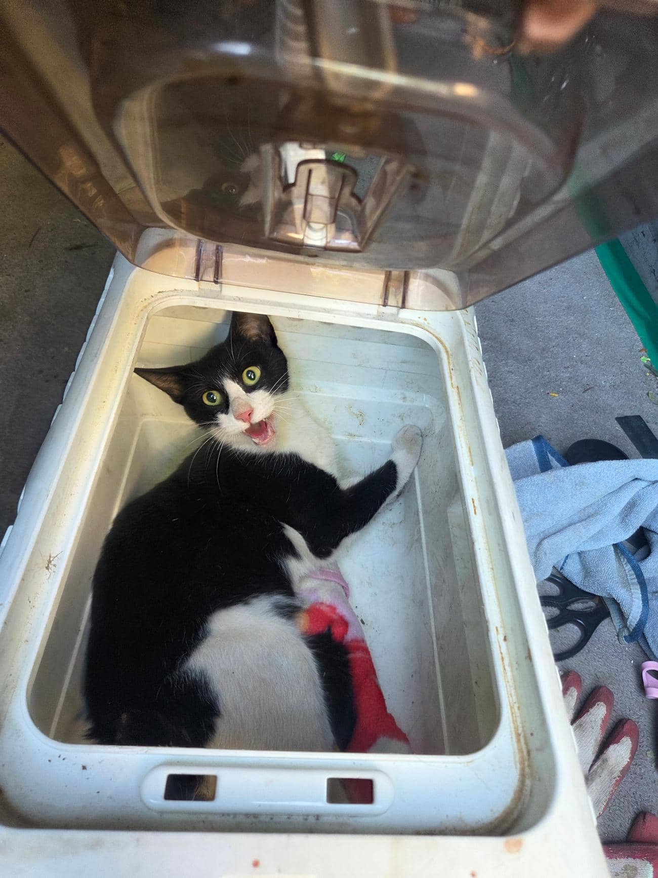 흰색·검은색 얼룩무늬 한국 고양이, 수컷 · 2살 추정 · 3.5kg