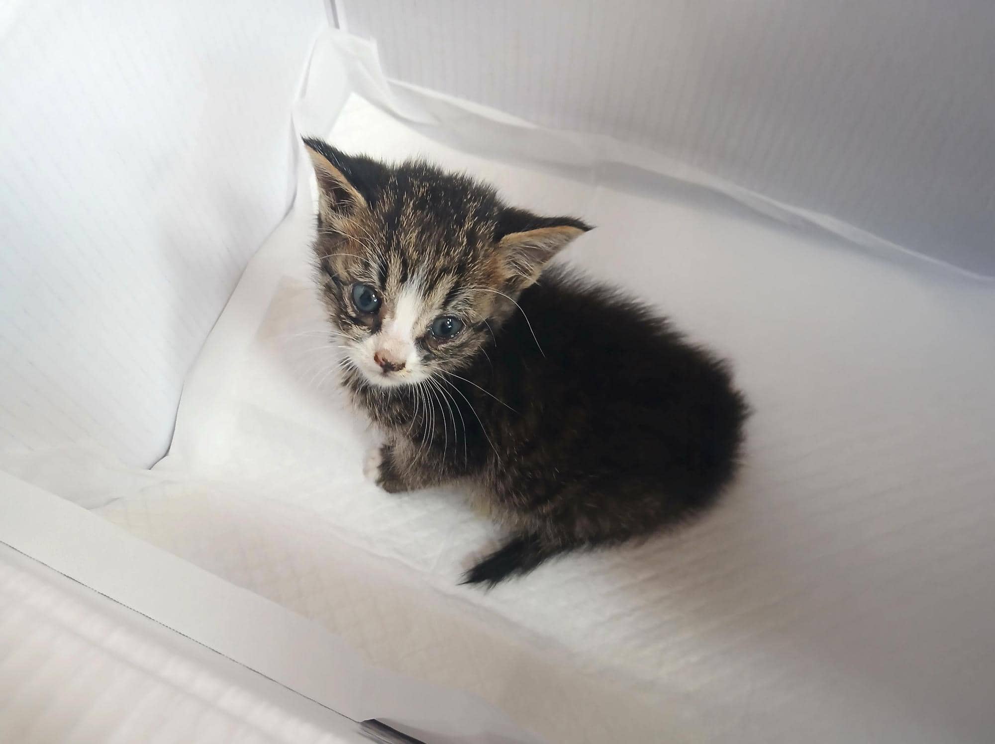 평행·전체·부분줄무늬 한국 고양이, 수컷 · 생후 2개월 미만 · 0.3kg