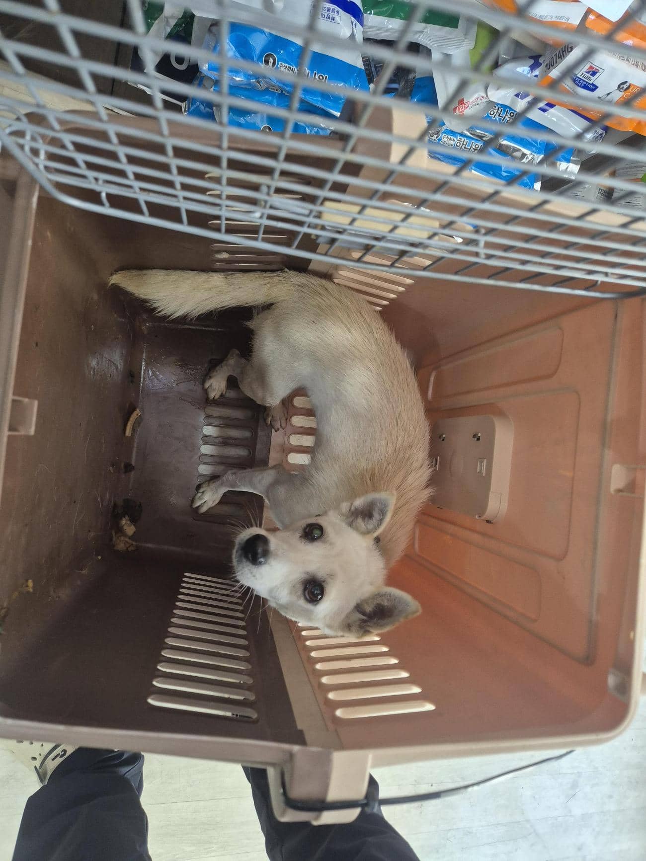 믹스견, 암컷 · 2살 추정 · 5kg