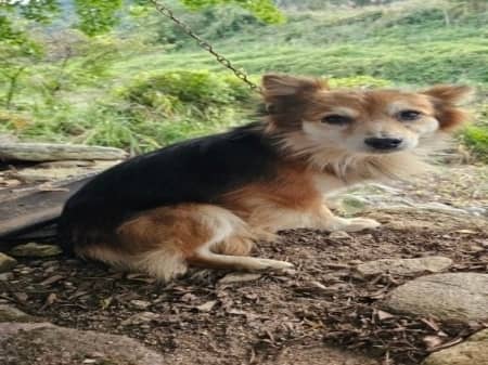 갈색 믹스견, 수컷 · 7살 추정 · 5.3kg