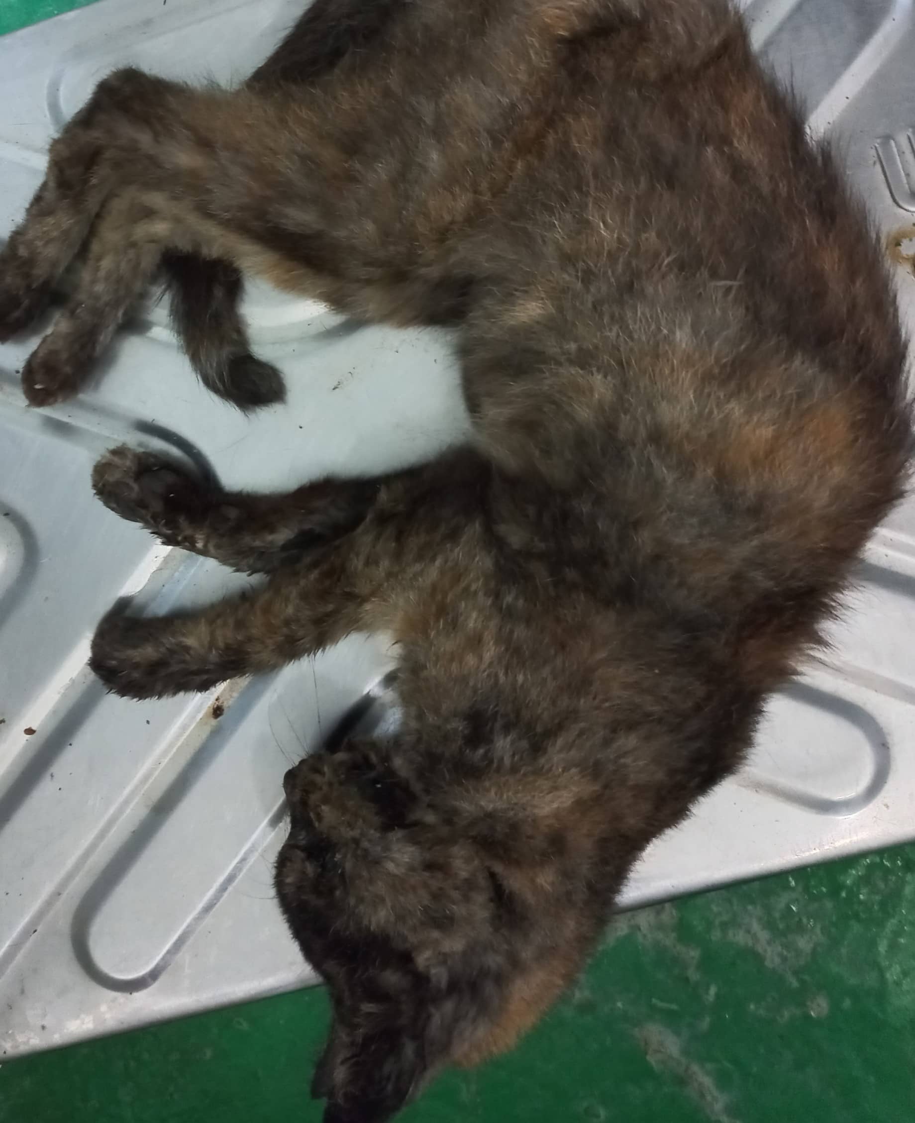 카오스 한국 고양이, 암컷 · 1살 추정 · 1.6kg