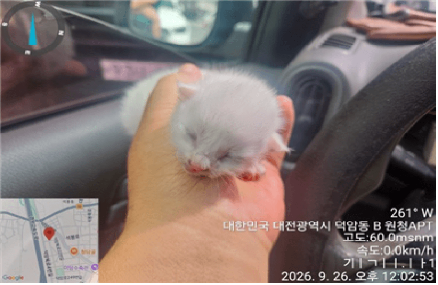 흰색 한국 고양이, 성별 확인 중 · 생후 2개월 미만 · 0.1kg