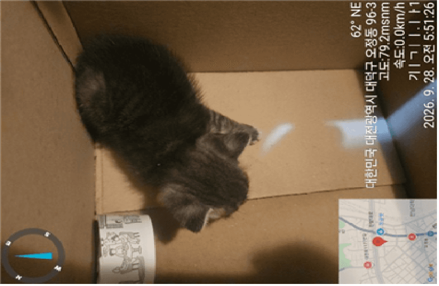 검정색 한국 고양이, 성별 확인 중 · 생후 2개월 미만 · 0.3kg