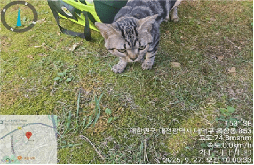 흰색·검은색 얼룩무늬 한국 고양이, 암컷 · 1살 추정 · 3kg