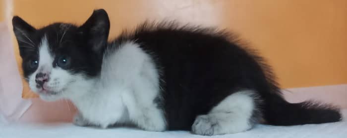 흰색·검은색 얼룩무늬 한국 고양이, 수컷 · 생후 2개월 미만 · 0.52kg