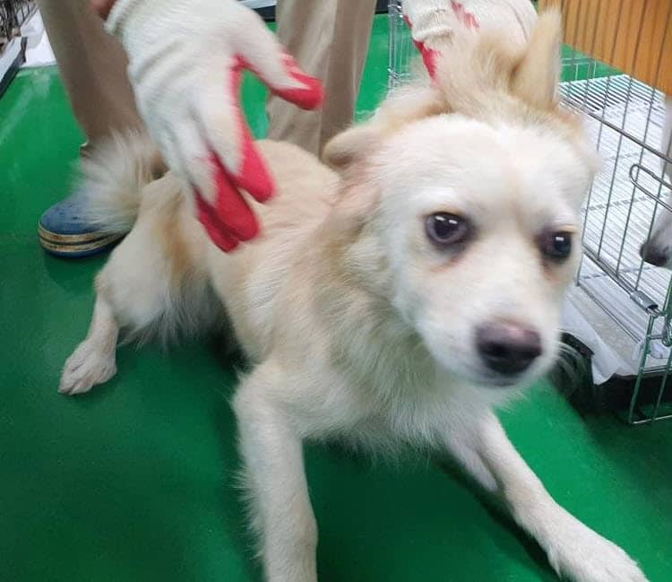 노랑·흰색 믹스견, 암컷 · 1살 추정 · 6.6kg