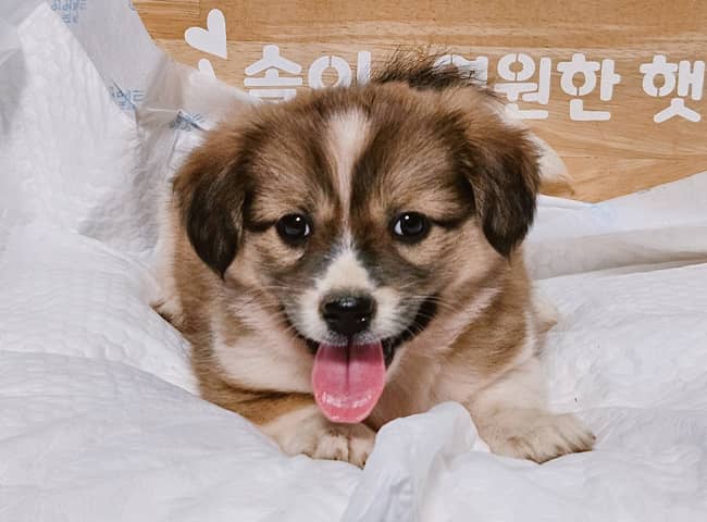 검정 황갈색·흰색 믹스견, 암컷 · 생후 2개월 미만 · 2.2kg