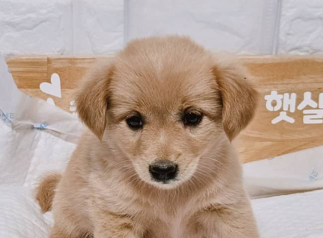 갈색·흰색 믹스견, 암컷 · 생후 2개월 미만 · 1.7kg