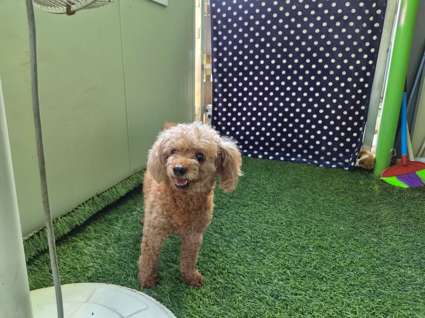 갈색 푸들, 수컷 · 10살 추정 · 5kg