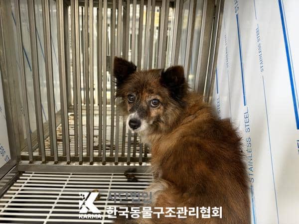 검정 황갈색·흰색 믹스견, 암컷 · 3살 추정 · 6.5kg